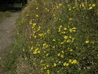 Senecio inaequidens 11, Bezemkruiskruid, Saxifraga-Jan van der Straaten
