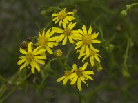 Senecio inaequidens 12, Bezemkruiskruid, Saxifraga-Willem van Kruijsbergen
