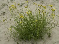 Senecio inaequidens 14, Bezemkruiskruid, Saxifraga-Willem van Kruijsbergen
