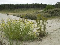 Senecio inaequidens 16, Bezemkruiskruid, Saxifraga-Willem van Kruijsbergen