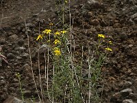 Senecio inaequidens 17, Bezemkruiskruid, Saxifraga-Willem van Kruijsbergen