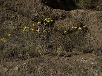 Senecio inaequidens 18, Bezemkruiskruid, Saxifraga-Willem van Kruijsbergen