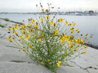 Senecio inaequidens 19, Bezemkruiskruid, Saxifraga-Ed Stikvoort