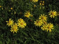 Senecio inaequidens 2, Bezemkruiskruid, Saxifraga-Rutger Barendse