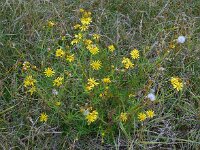 Senecio inaequidens 20, Bezemkruiskruid, Saxifraga-Ed Stikvoort
