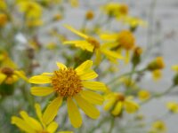 Senecio inaequidens 21, Bezemkruiskruid, Saxifraga-Ed Stikvoort