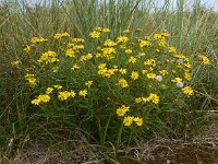 Senecio inaequidens 22, Bezemkruiskruid, Saxifraga-Ed Stikvoort