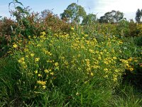 Senecio inaequidens 24, Bezemkruiskruid, Saxifraga-Ed Stikvoort