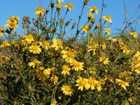 Senecio inaequidens 25, Bezemkruiskruid, Saxifraga-Ed Stikvoort