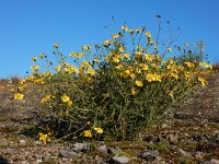 Senecio inaequidens 26, Bezemkruiskruid, Saxifraga-Ed Stikvoort