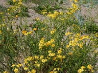Senecio inaequidens 27, Bezemkruiskruid, Saxifraga-Ed Stikvoort