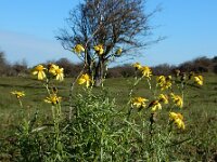 Senecio inaequidens 28, Bezemkruiskruid, Saxifraga-Ed Stikvoort