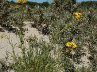 Senecio inaequidens 29, Bezemkruiskruid, Saxifraga-Ed Stikvoort