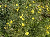 Senecio inaequidens 3, Bezemkruiskruid, Saxifraga-Jan van der Straaten