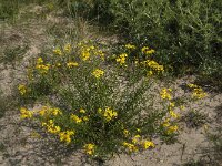 Senecio inaequidens 30, Bezemkruiskruid, Saxifraga-Jan van der Straaten