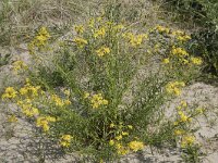 Senecio inaequidens 31, Bezemkruiskruid, Saxifraga-Willem van Kruijsbergen