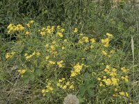 Senecio inaequidens 32, Bezemkruiskruid, Saxifraga-Willem van Kruijsbergen