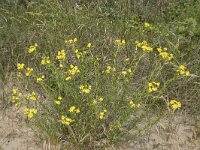 Senecio inaequidens 33, Bezemkruiskruid, Saxifraga-Willem van Kruijsbergen