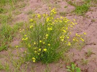 Senecio inaequidens 39, Bezemkruiskruid, Saxifraga-Hans Grotenhuis