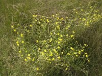 Senecio inaequidens 4, Bezemkruiskruid, Saxifraga-Jan van der Straaten