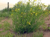 Senecio inaequidens 40, Bezemkruiskruid, Saxifraga-Hans Grotenhuis