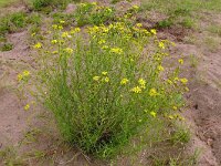 Senecio inaequidens 41, Bezemkruiskruid, Saxifraga-Hans Grotenhuis
