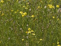 Senecio inaequidens 5, Bezemkruidkruid, Saxifraga-Willem van Kruijsbergen