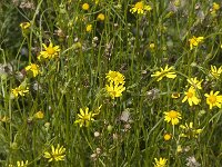 Senecio inaequidens 6, Bezemkruiskruid, Saxifraga-Willem van Kruijsbergen