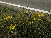 Senecio inaequidens 7, Bezemkruiskruid, Saxifraga-Jan van der Straaten