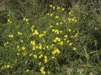 Senecio inaequidens 8, Bezemkruiskruid, Saxifraga-Jan van der Straaten