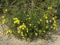 Senecio inaequidens 9, Bezemkruiskruid, Saxifraga-Jan van der Straaten