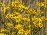 Senecio jacobaea 66, Jacobskruiskruid, Saxifraga-Jan van der Straaten