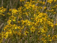 Senecio jacobaea 69, Jacobskruiskruid, Saxifraga-Jan van der Straaten