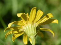 Senecio jacobaea ssp vulgaris 63, Jacobskruiskruid, Saxifraga-Sonja Bouwman