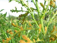 Senecio sylvaticus 11, Boskruiskruid, Saxifraga-Rutger Barendse
