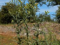 Senecio sylvaticus 15, Boskruiskruid, Saxifraga-Ed Stikvoort