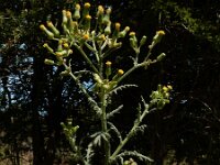 Senecio sylvaticus 16, Boskruiskruid, Saxifraga-Ed Stikvoort