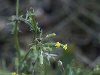Senecio sylvaticus 17, Boskruiskruid, Saxifraga-Willem van Kruijsbergen