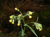 Senecio sylvaticus 2, Boskruiskruid, Saxifraga-Rutger Barendse