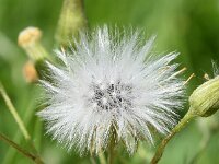 Senecio sylvaticus 22, Boskruiskruid, Saxifraga-Sonja Bouwman  955. Boskruiskruid - Senecio sylvaticus - Asteraceae familie (i)
