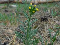 Senecio sylvaticus 3, Boskruiskruid, Saxifraga-Ed Stikvoort
