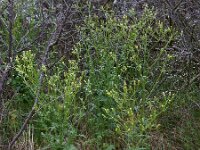 Senecio sylvaticus 4, Boskruiskruid, Saxifraga-Ed Stikvoort