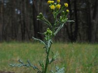 Senecio sylvaticus 5, Boskruiskruid, Saxifraga-Ed Stikvoort