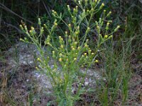 Senecio sylvaticus 6, Boskruiskruid, Saxifraga-Ed Stikvoort