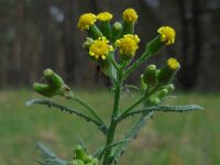 Senecio sylvaticus 7, Boskruiskruid, Saxifraga-Ed Stikvoort
