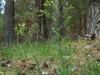 Senecio sylvaticus 8, Boskruiskruid, Saxifraga-Ed Stikvoort