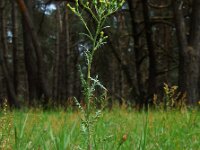 Senecio sylvaticus 9, Boskruiskruid, Saxifraga-Ed Stikvoort