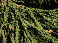 Sequoiadendron giganteum 1, Mammoetboom, Saxifraga-Ed Stikvoort