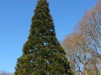 Sequoiadendron giganteum 2, Mammoetboom, Saxifraga-Ed Stikvoort