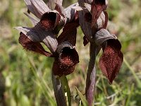 Serapias cordigera 10, Saxifraga-Jan van der Straaten